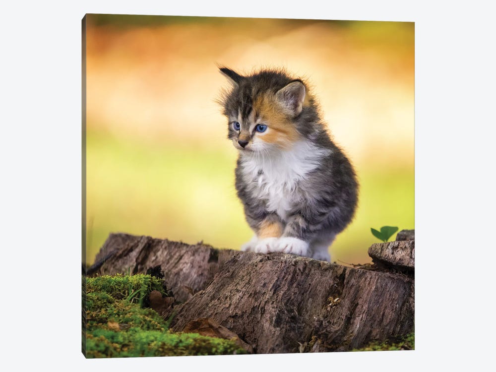 Ready To Explore by Jonathan Ross Photography 1-piece Canvas Art Print