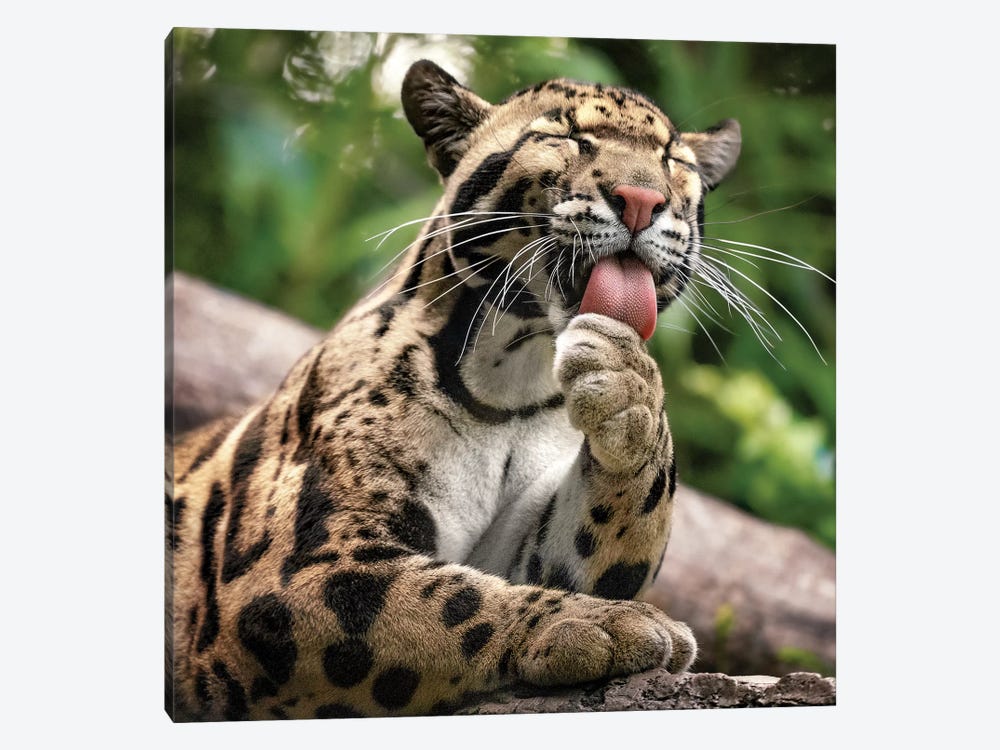 Keeping Clean by Jonathan Ross Photography 1-piece Canvas Wall Art