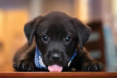 Puppy Love by Jonathan Ross Photography framed wall art