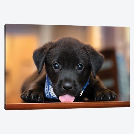Puppy Love Canvas Print #JRP123} by Jonathan Ross Photography Canvas Print