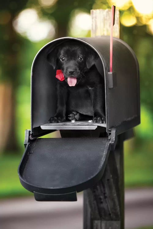 Special Puppy Delivery by Jonathan Ross Photography wall art