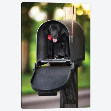 Special Puppy Delivery Canvas Print #JRP125} by Jonathan Ross Photography Canvas Art