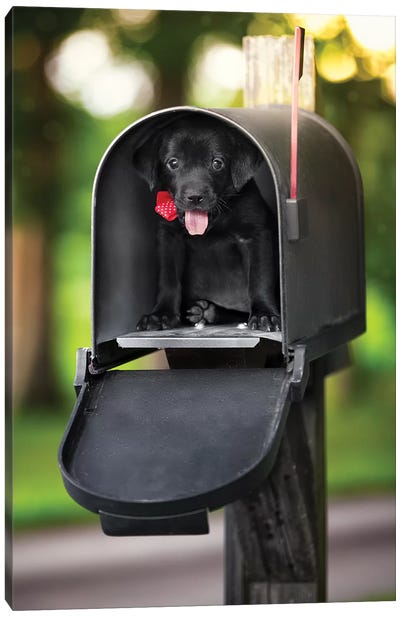 Special Puppy Delivery Canvas Art Print - Jonathan Ross Photography