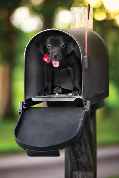 Puppies: Special Puppy Delivery by Jonathan Ross Photography