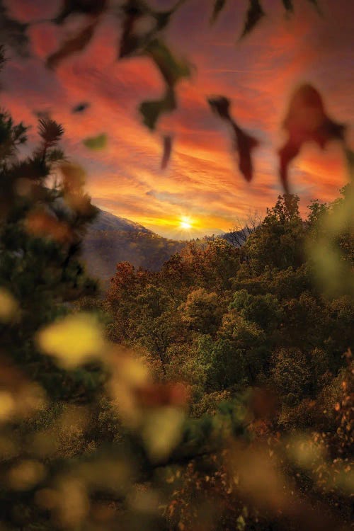 Sunset Through The Trees