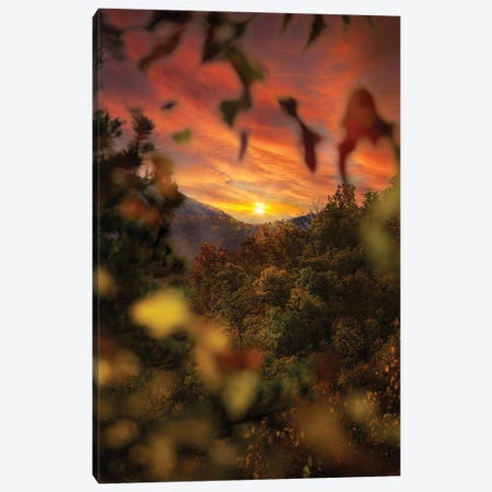 Sunset Through The Trees Canvas Print #JRP133} by Jonathan Ross Photography Canvas Wall Art