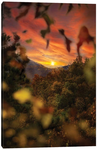 Sunset Through The Trees Canvas Art Print - Jonathan Ross Photography