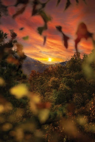 Sunset Through The Trees