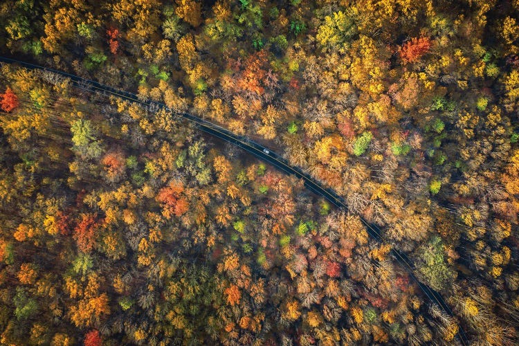 Road Through A Dense Autumn Forest