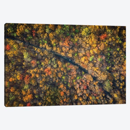 Road Through A Dense Autumn Forest Canvas Print #JRP137} by Jonathan Ross Photography Canvas Print