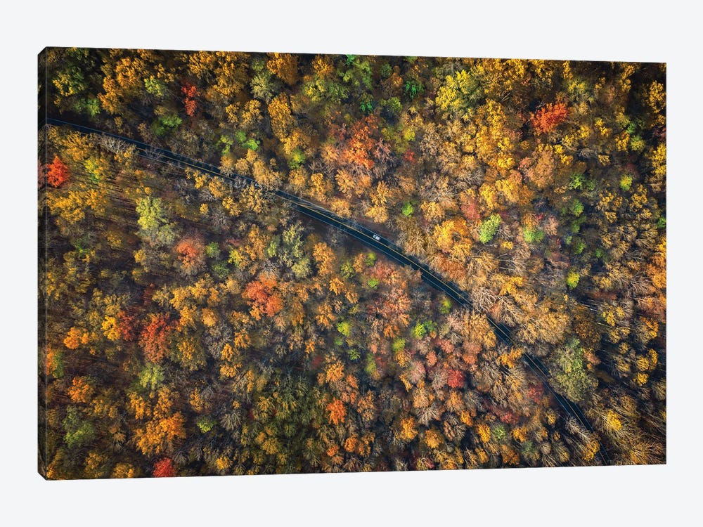 Road Through A Dense Autumn Forest 1-piece Canvas Wall Art
