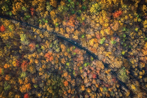 Road Through A Dense Autumn Forest