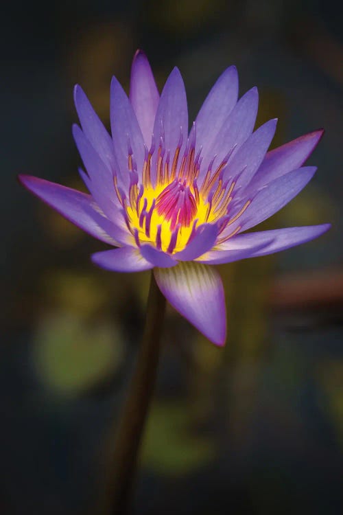 Purple Bloom by Jonathan Ross Photography wall art
