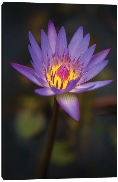Purple Bloom Canvas Art Print - Jonathan Ross Photography