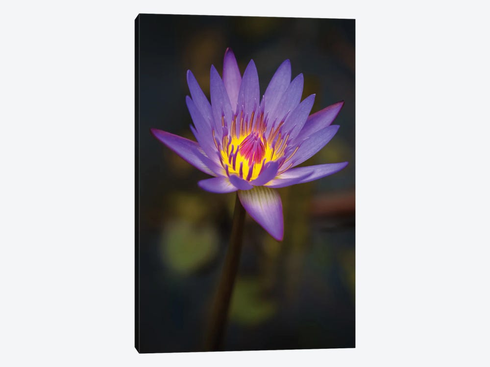 Purple Bloom by Jonathan Ross Photography 1-piece Canvas Wall Art