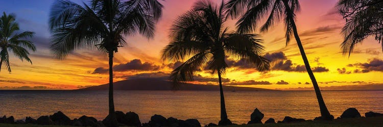 Palm Tree Sunset