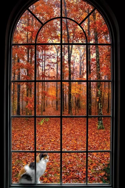 Jonathan Ross Photography: Crocodile Smile by Jonathan Ross Photography