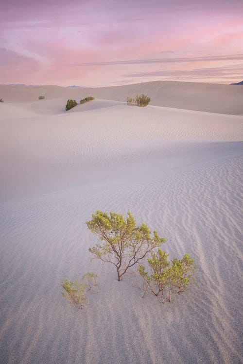 Pink Sand Dunes