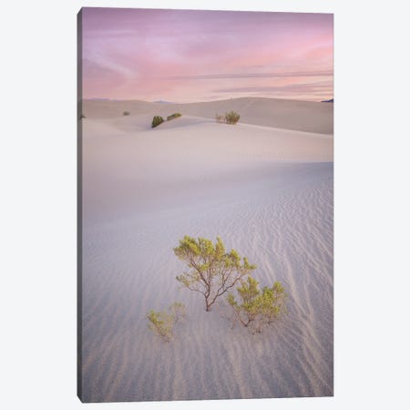 Pink Sand Dunes Canvas Print #JRP190} by Jonathan Ross Photography Canvas Artwork