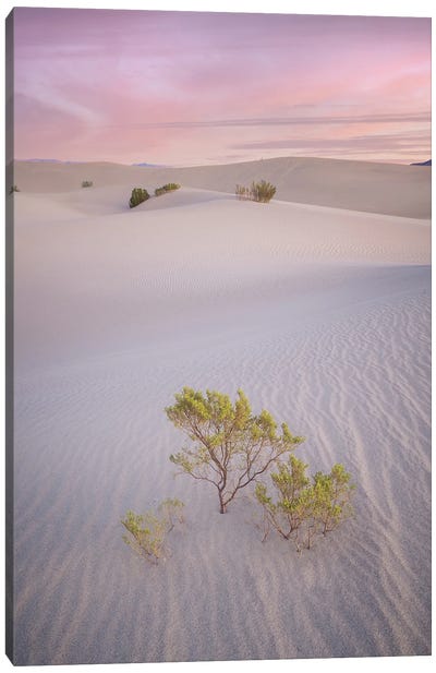 Pink Sand Dunes Canvas Art Print - Layered Landscapes