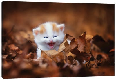 Crying In The Leaves Canvas Art Print - Animal & Pet Photography