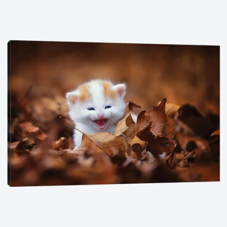 Crying In The Leaves Canvas Print #JRP19} by Jonathan Ross Photography Art Print