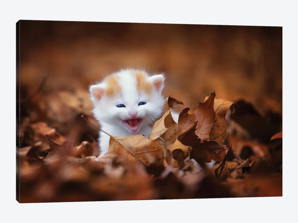 Crying In The Leaves by Jonathan Ross Photography 1-piece Canvas Art