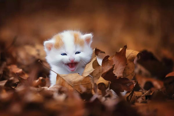 Jonathan Ross Photography: Crying In The Leaves by Jonathan Ross Photography