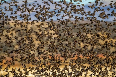 Amid The Flock by Jonathan Ross Photography framed wall art