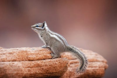 Chipmunk On A Rock by Jonathan Ross Photography framed wall art