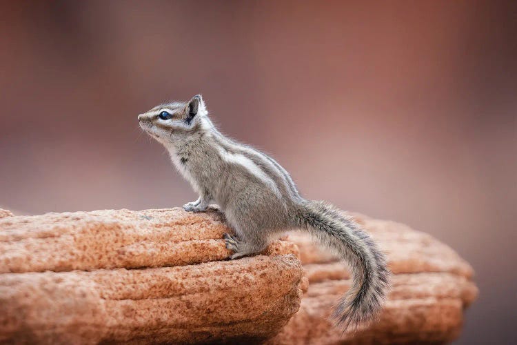 Chipmunk On A Rock by Jonathan Ross Photography wall art