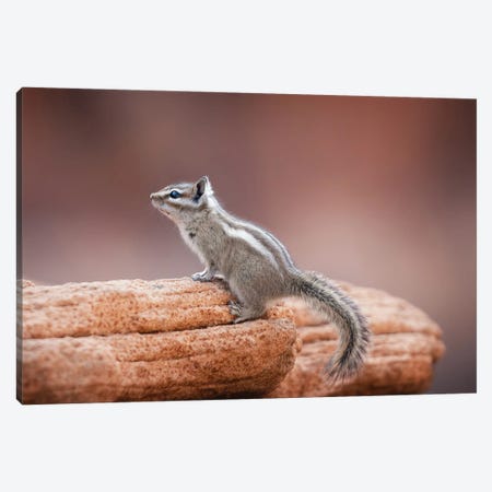 Chipmunk On A Rock Canvas Print #JRP200} by Jonathan Ross Photography Canvas Artwork
