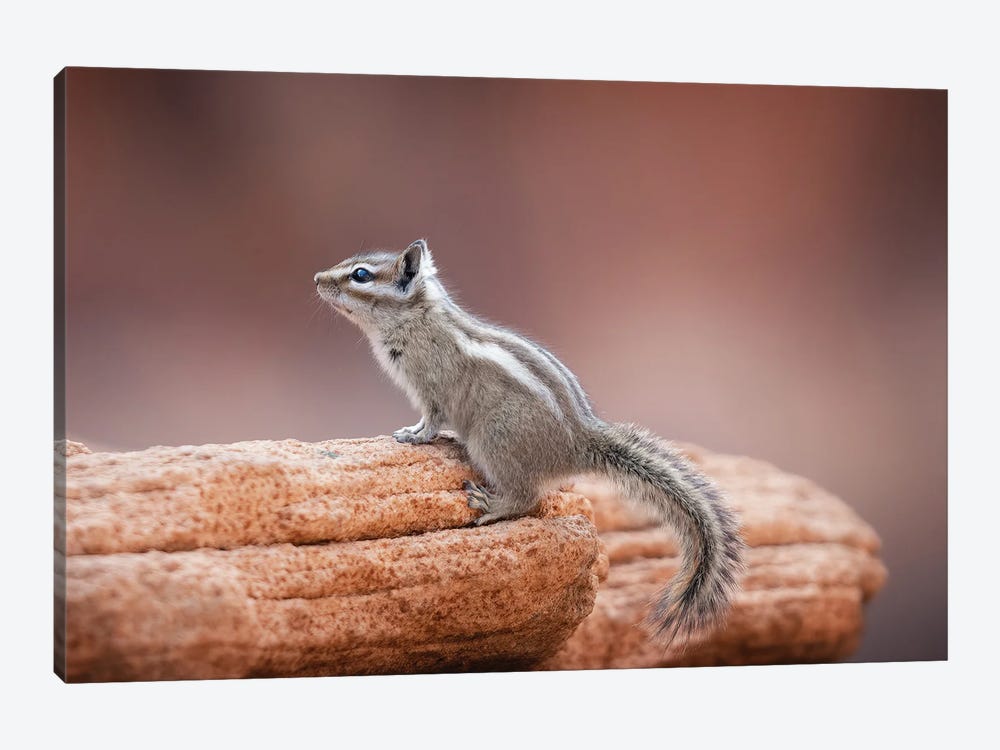 Chipmunk On A Rock by Jonathan Ross Photography 1-piece Canvas Wall Art