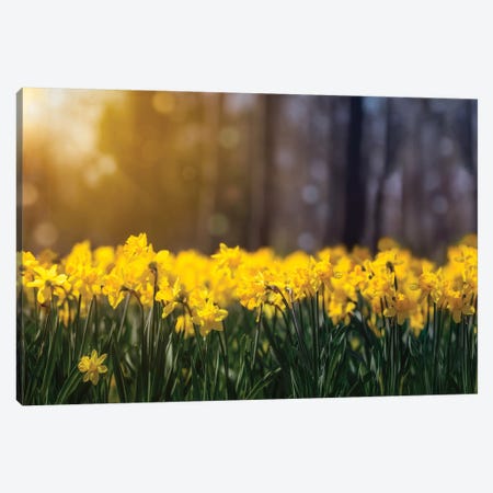 Daffodil Glow Canvas Print #JRP21} by Jonathan Ross Photography Canvas Art