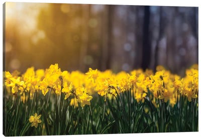 Daffodil Glow Canvas Art Print - Wildflowers