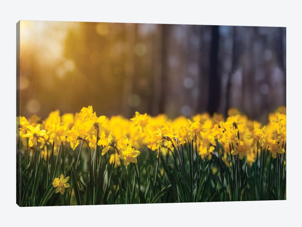 Daffodil Glow by Jonathan Ross Photography 1-piece Canvas Art Print