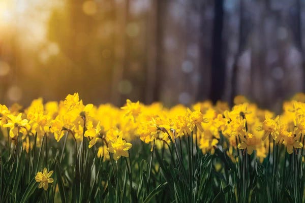 Daffodils
