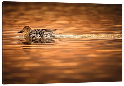 Duck On Golden Pond Canvas Art Print - Duck Art