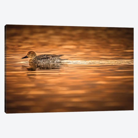 Duck On Golden Pond Canvas Print #JRP24} by Jonathan Ross Photography Art Print