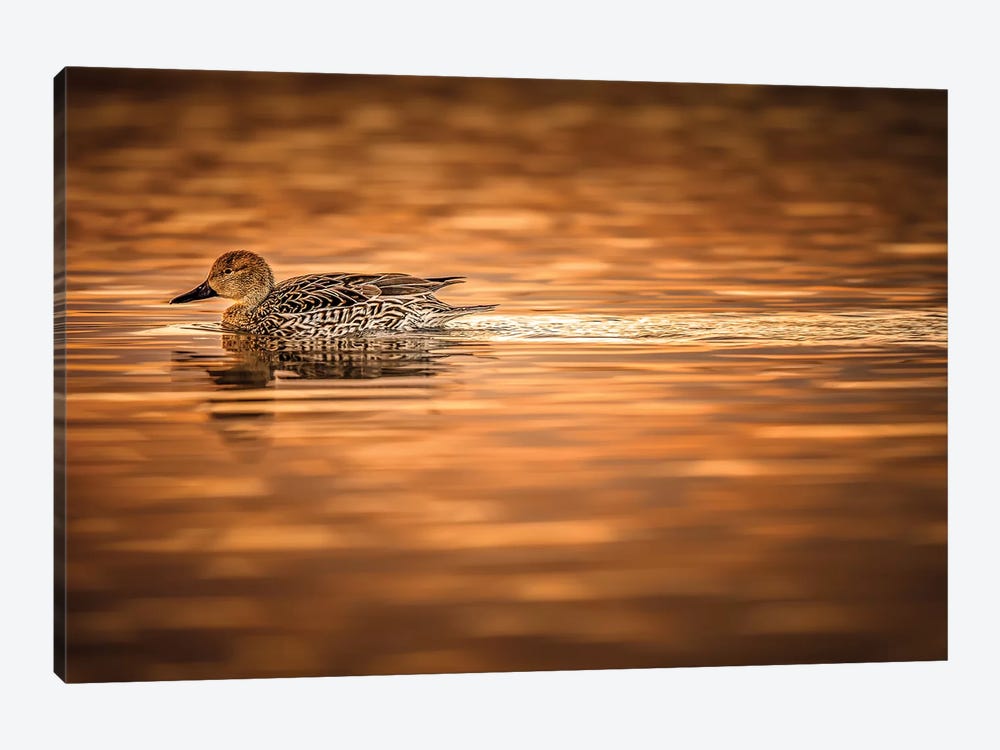 Duck On Golden Pond by Jonathan Ross Photography 1-piece Canvas Wall Art