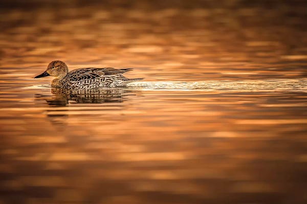 Jonathan Ross Photography: Duck On Golden Pond by Jonathan Ross Photography