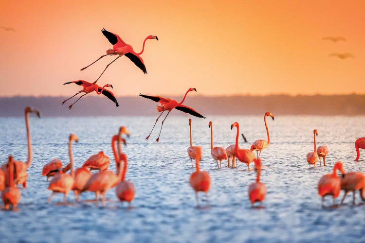 Flamingo Flight