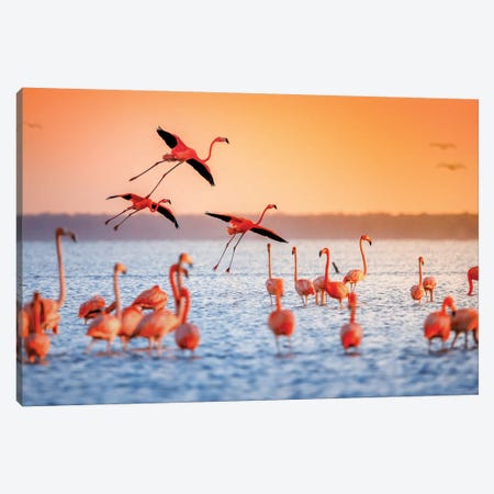 Flamingo Flight Canvas Print #JRP28} by Jonathan Ross Photography Canvas Artwork