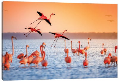 Flamingo Flight Canvas Art Print - Jonathan Ross Photography