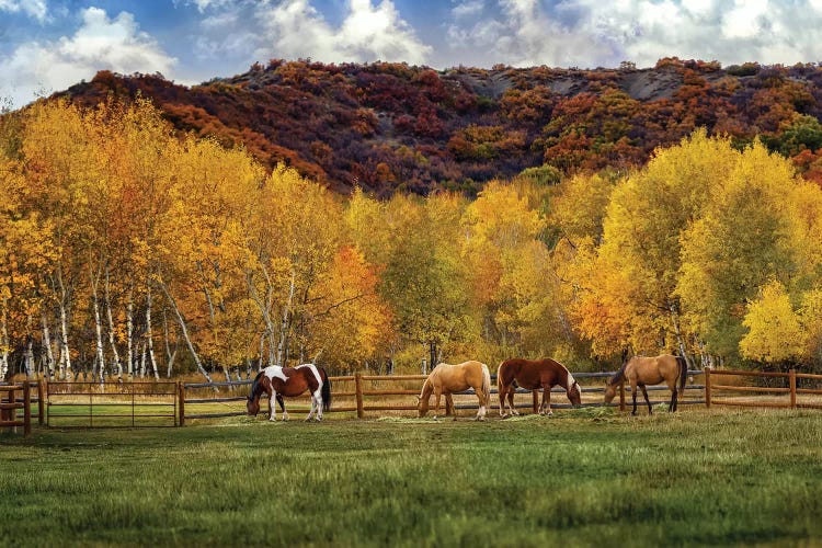 Grazing In The Aspens by Jonathan Ross Photography wall art