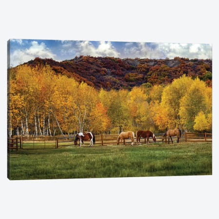 Grazing In The Aspens Canvas Print #JRP31} by Jonathan Ross Photography Canvas Print