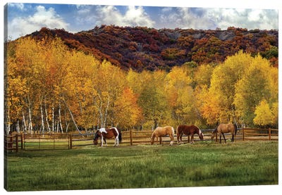 Grazing In The Aspens Canvas Art Print - Layered Landscapes