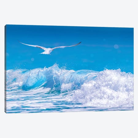 Gull In The Waves Canvas Print #JRP32} by Jonathan Ross Photography Canvas Art Print