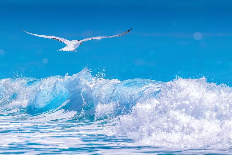 Gull In The Waves