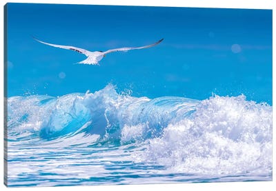 Gull In The Waves Canvas Art Print - Gull & Seagull Art